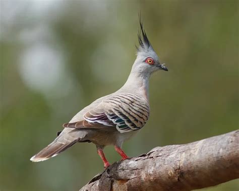 Crested Pigeon - Facts, Diet, Habitat & Pictures on Animalia.bio