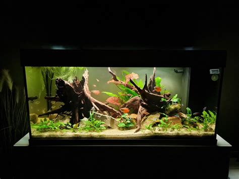 Most Beautiful Freshwater Tanks ( All Time )