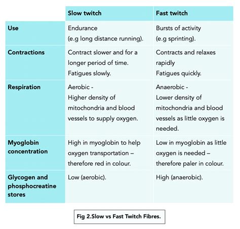 Fast And Slow Twitch Muscle Fibers