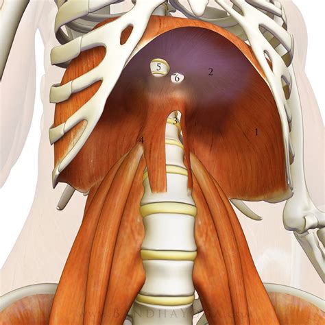 standing_psoas_diaphragm_closer | Yoga anatomy, Yoga therapy, Psoas muscle