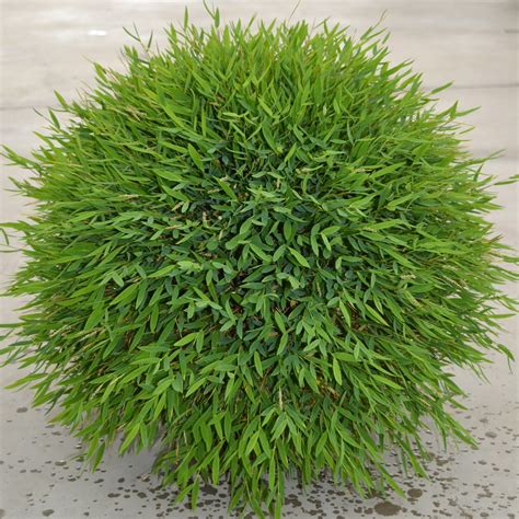 Bambusa Baby Panda 150mm Pot - Dawsons Garden World