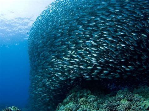 27 Incredible Underwater Pictures of Schooling Fish