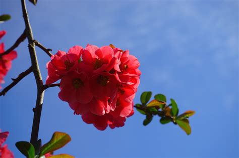 Japanese Ornamental Quince Flowers · Free photo on Pixabay