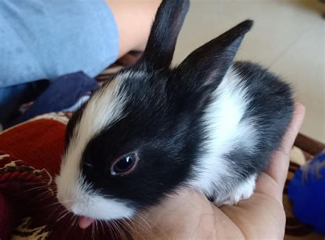 Cute Bunnies For Adoption - Adopt a Pet, Missing Pet, Donate, Pet ...