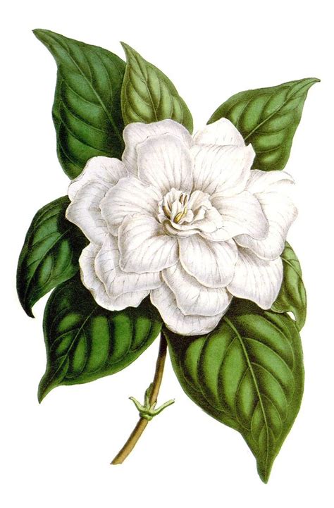 Jasmine Flower Botanical Drawing at GetDrawings | Free download