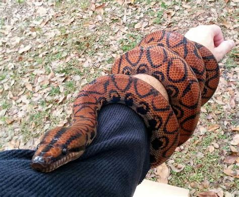 Rainbow boa | Cute reptiles, Pet snake, Beautiful snakes