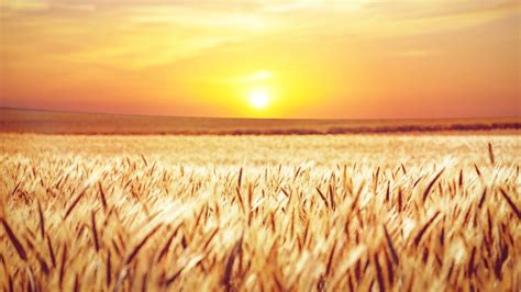 Field Sunset Cornfield - Free photo on Pixabay