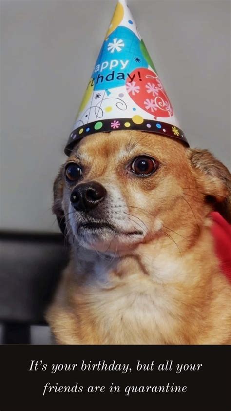 Download Dog Cute Party Hat Meme Pictures | Wallpapers.com