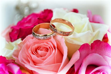 4K, Roses, Closeup, Ring, Two, Gold color, HD Wallpaper | Rare Gallery