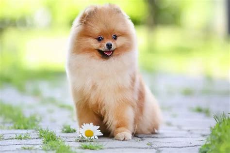 Teacup Pomeranian Dog Breed History, Facts, Costs, Size | Pets Nurturing