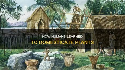 How Humans Learned To Domesticate Plants | ShunCy