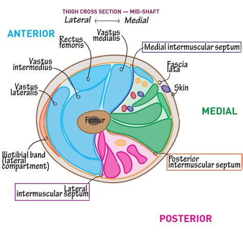 Gross Anatomy Glossary: Cross Section of the Mid-Thigh | Draw It to Know It