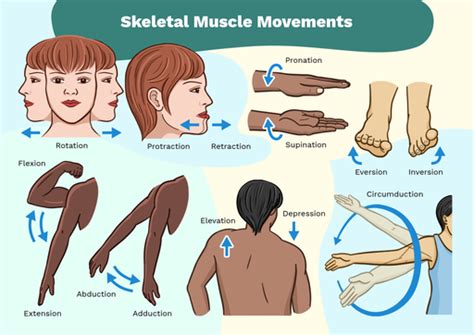 Types Of Body Movements Anatomy And Physiology I, 54% OFF