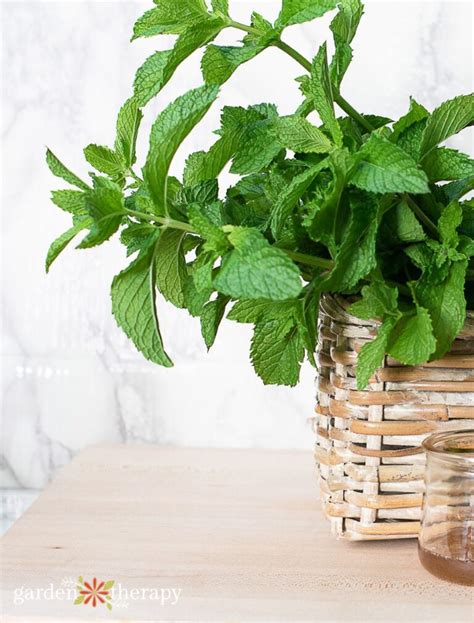 How to Harvest Mint (And What to Do With It!) - Garden Therapy