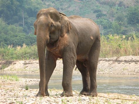 File:Elephant in Thailand.jpg - Wikimedia Commons