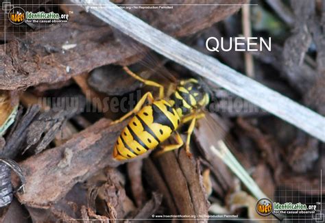 yellow jacket queen wasp,OFF 53%,Enjoy Free Delivery & Returns ...