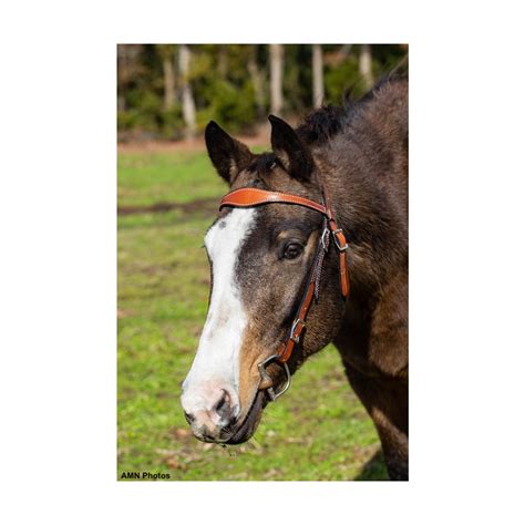 Order Western Bridle made from Leather – Two Horse Tack