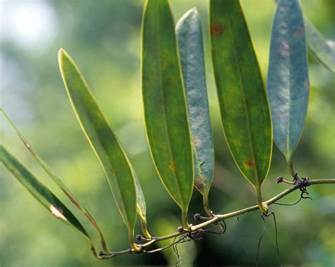 Smilax laurifolia (Smilacaceae) image 27011 at PhytoImages.siu.edu