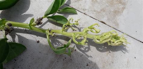 Broad bean leaf curl — BBC Gardeners' World Magazine