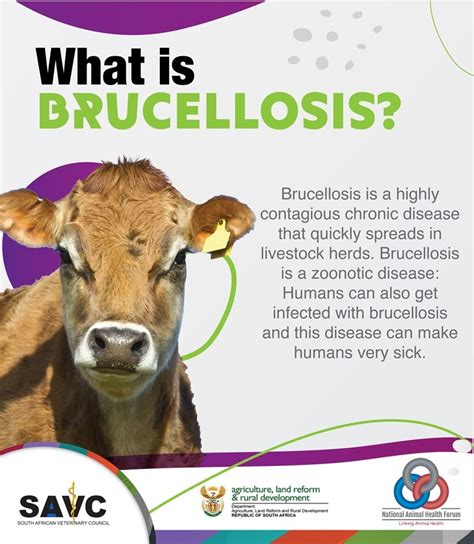 Brucellosis campaign - RuVasa