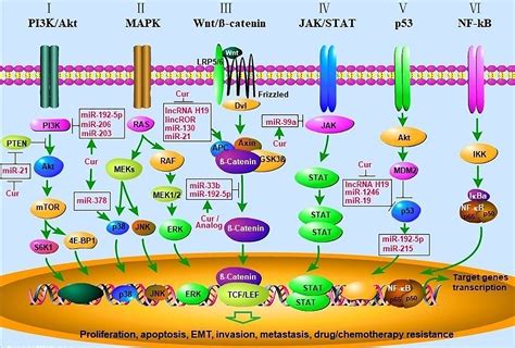 Frontiers | Curcumin Regulates Cancer Progression: Focus on ncRNAs and ...