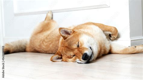 Cute female pedigree shiba inu dog with red fur sleeping in human bed ...