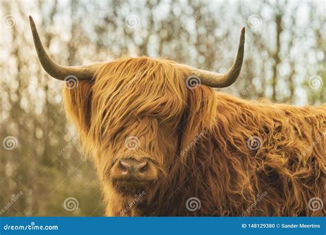 Highland Cattle, Scottish Cattle Breed Bos Taurus with Big Long Horns Stock Photo - Image of ...