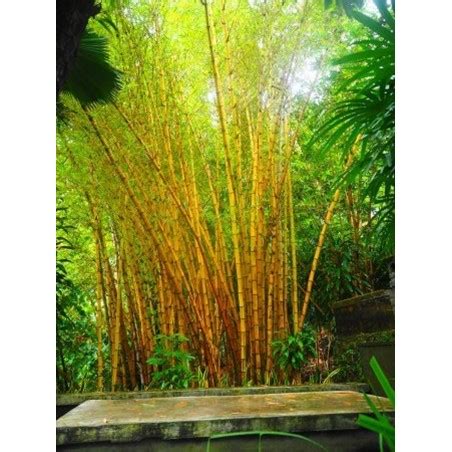Golden Bamboo Seeds - fish pole bamboo (Phyllostachys aurea)