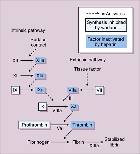 Anticoagulant, Antiplatelet, and Fibronolytic Drugs | Basicmedical Key