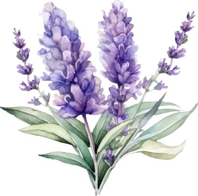 Lavender Illustration PNGs for Free Download