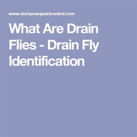 What Are Drain Flies - Drain Fly Identification | Drain, Flying, Fly control