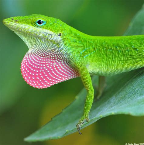 Chillin' | Lizard, Animals beautiful, Anole