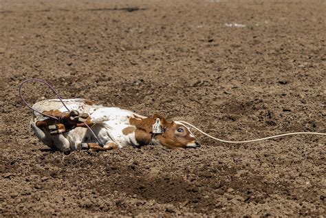 Calgary Stampede Rodeo: Cruelty Dressed Up As Entertainment - Animal Justice