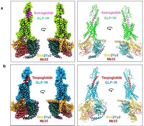 Structure And Dynamics Of Semaglutide And Taspoglutide Bound Glp R Gs ...