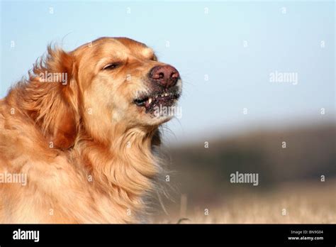 Retriever Angry Stock Photos & Retriever Angry Stock Images - Alamy