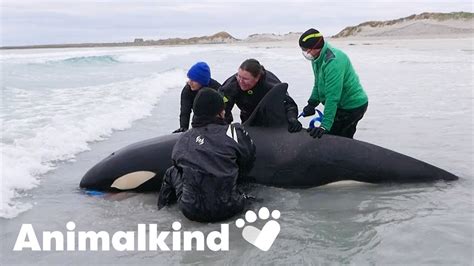 Stranded killer whale returned to sea | Animalkind - YouTube