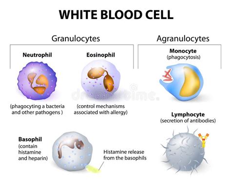 Types of White Blood Cells. Infographics Stock Vector - Illustration of elements, eosinophil ...