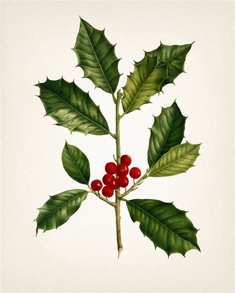 Holly Plant Christmas Botanical Print Holiday Wall Art WITHOUT Plant Name on Print PL-06 - Etsy ...