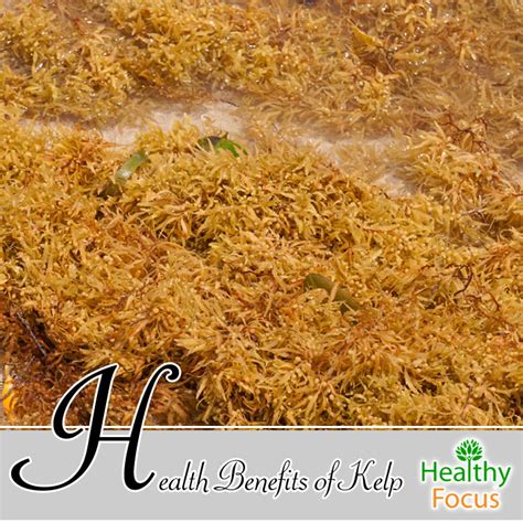 Health Benefits of Kelp - Healthy Focus