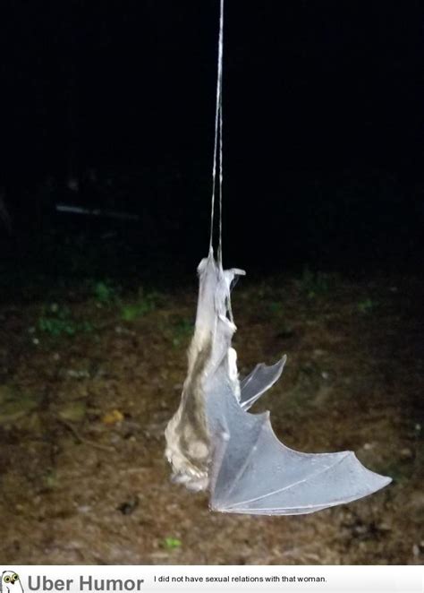 WTF.. This still-living bat, caught in a twisted spider web, was ...