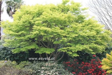 acer palmatum 'seiryu' If you think the green and shape is pretty then you should see the ...