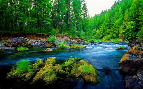 HD wallpaper: Nature Mountain Dense Spruce Forest, River Rock Waterfall Background | Wallpaper Flare