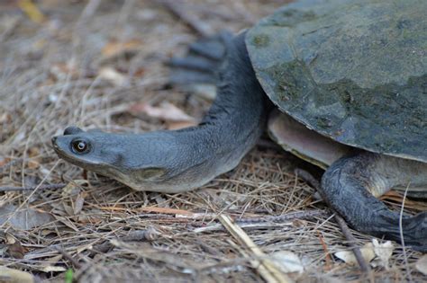 Eastern Long-necked Turtle (Chelodina longicollis) - Samford Commons