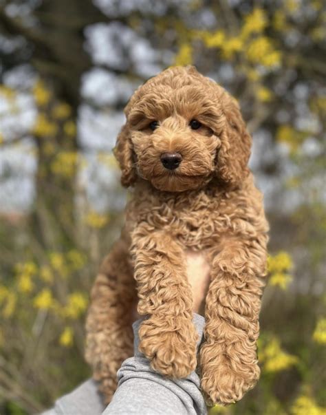 The 8 Best Mini Goldendoodle Breeders in California! (2023)