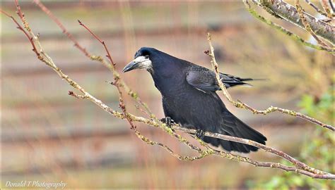 Rook | BirdForum