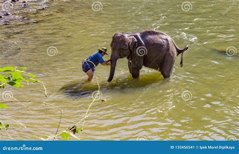Mahout Bathing Young Elephant in Maetaeng River, Chiang Mai, Thailand Editorial Photo - Image of ...