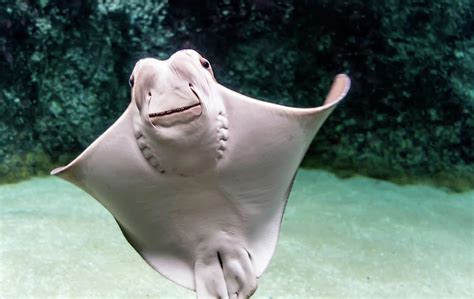 Whitish belly of Cownose ray Photograph by Jelena Maksimova | Fine Art ...