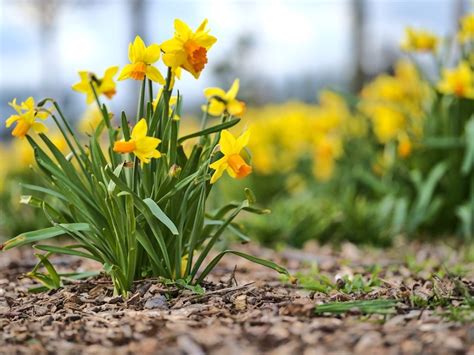 Why Daffodils Did Not Bloom, But They Might Next Spring | Gardening Know How