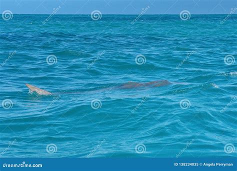 Copper Shark at the Surface Stock Image - Image of coast, gansbaai: 138234035