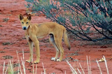 What Are The Predators Of Red Kangaroos? - Worldwide Nature